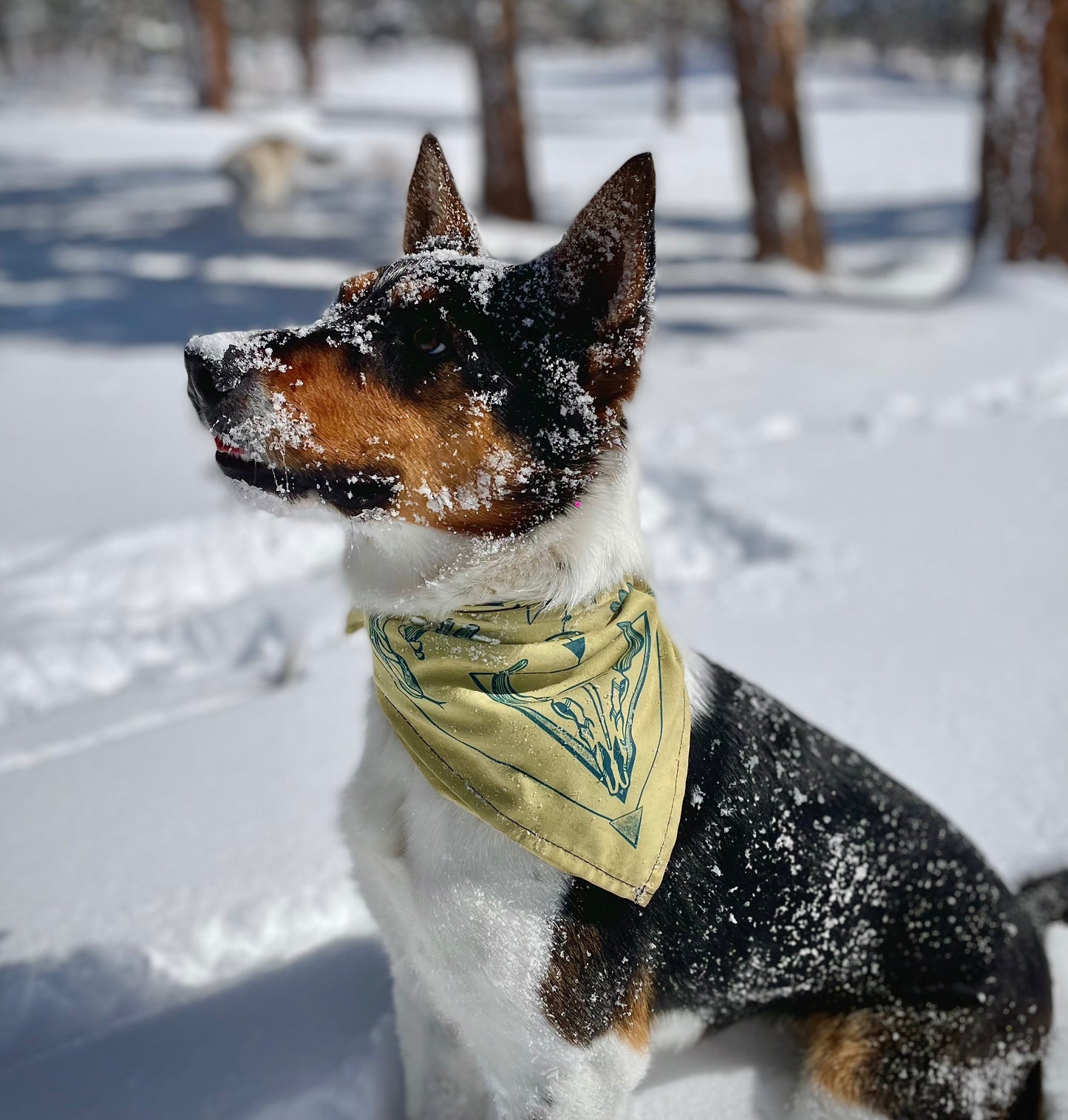 Desert Bandana | Sage