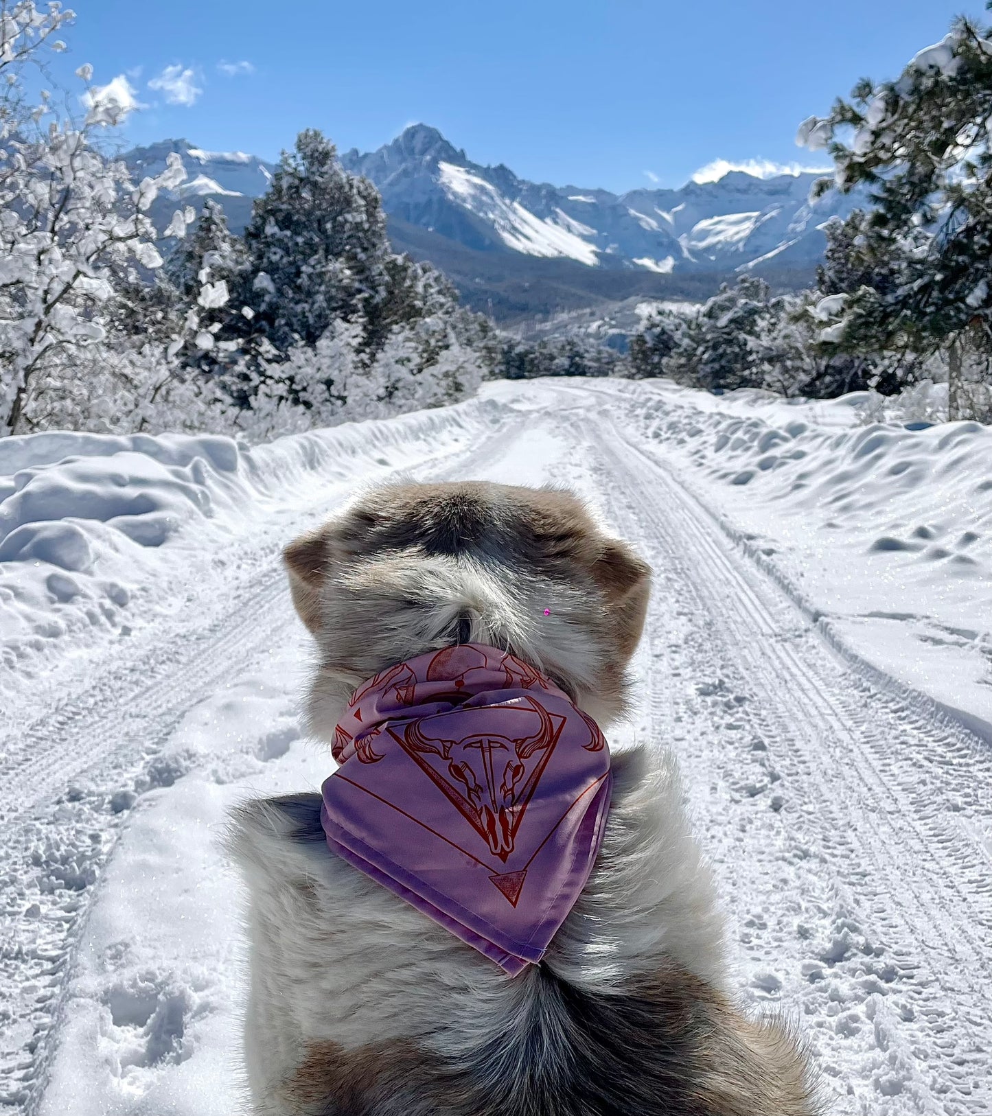 Desert Bandana